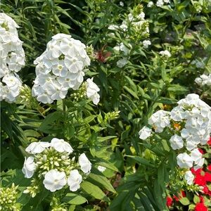 Meet your Posher, Cara